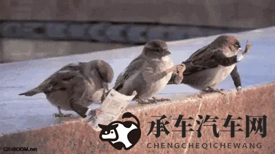 鸟真的会更喜欢在某些款式和颜色的车上拉屎吗?-1