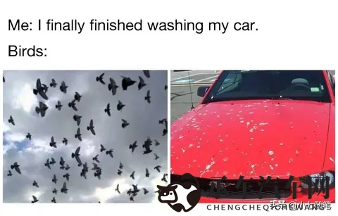 鸟真的会更喜欢在某些款式和颜色的车上拉屎吗?-3